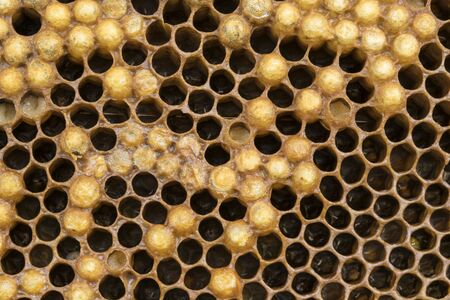 Partly coated honeycomb.