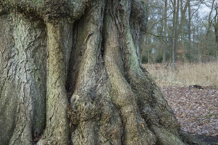 Old tree in a park