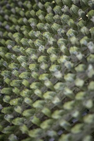Surface of a weathered conveyor beltの写真素材