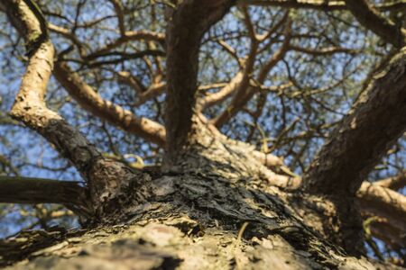 Close view of a fir tree