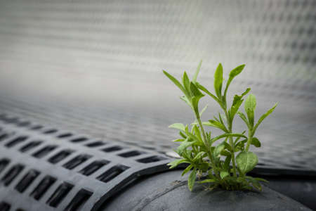 Little plant grows out of a hole in a steel park bench.の写真素材