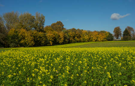 field of yellow flowers in fall season