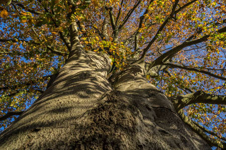 autumn leaves on a beech treeの写真素材