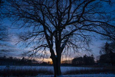 winter lanscape with tree shapes