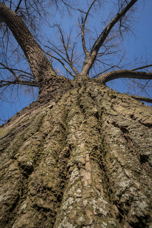 bark structure of an oak tree