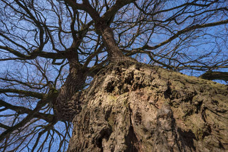 bark structure of an oak tree