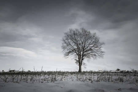 soon tree in winter
