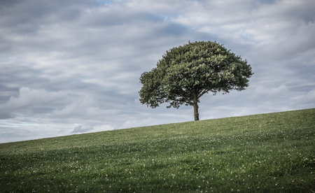 single tree on the horizonの写真素材