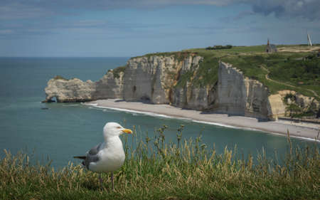 Seagull on the cliffs of Etretat.の写真素材