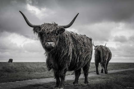 Scottish highland cow on a meadowの写真素材