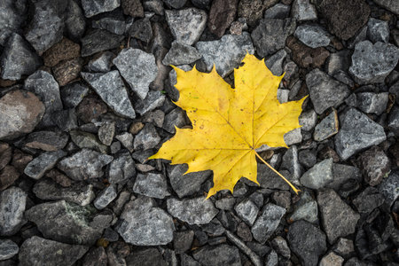yellow maple leaf on the groundの写真素材