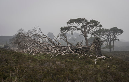 Scenic landscape in the nature reserve area of Glen Affric.