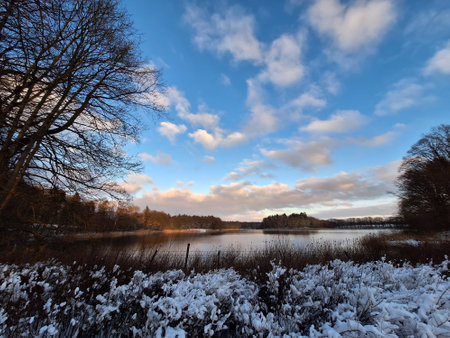 Bald tree in a winter landscape.の写真素材