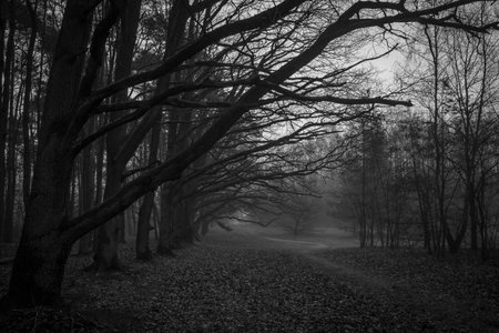 Sunrise in the forest on a foggy morning.の写真素材