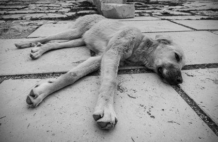 lonely street dog in cappadociaの写真素材
