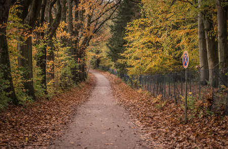 Path in a fall season wood area.