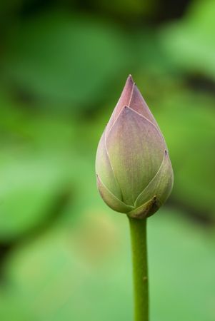 close up shot of a close up bud on green background of the leavesの写真素材