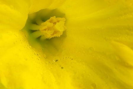 close-up macro micro yellow daffodilの写真素材