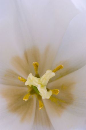 tulip close-up macroの写真素材