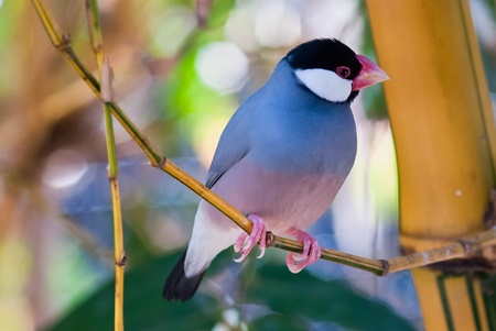 A Java sparrow parking on a bamboo branchの写真素材
