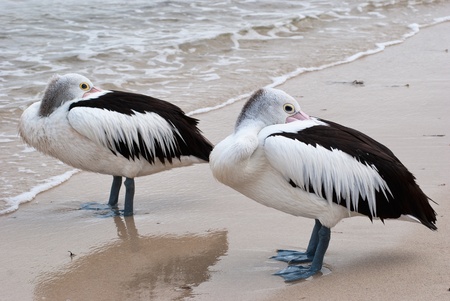 A pair of pelicans hiding their beaks standing on seashoreの写真素材