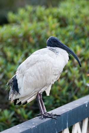 An Australian white ibis resing on a wooding fence