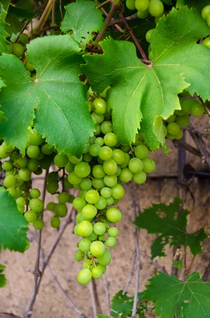 A bunch of green grapes on branch close up on brown backgroundの写真素材