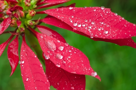 Raindrops on a red Poinsettia flower on green backgroundの写真素材