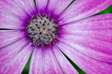 Osteospermum African Daisy close-up/macroの写真素材