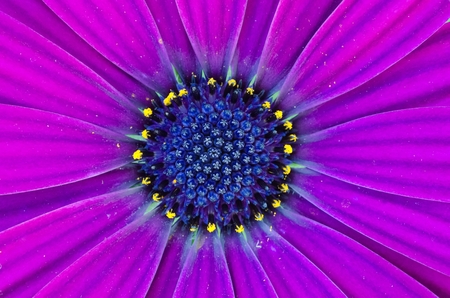 Osteospermum African Daisy close-up/macroの写真素材
