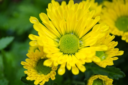 Vibrant Chrysanthemum Daisies Blomming in close-up macro shotの写真素材