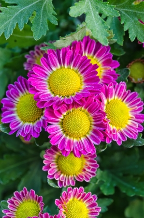 Vibrant Chrysanthemum Daisies Blomming in close-up macro shotの写真素材