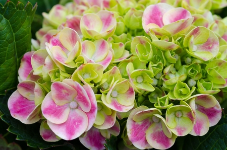 A hydrangea in bloom in macro / close-up shotの写真素材