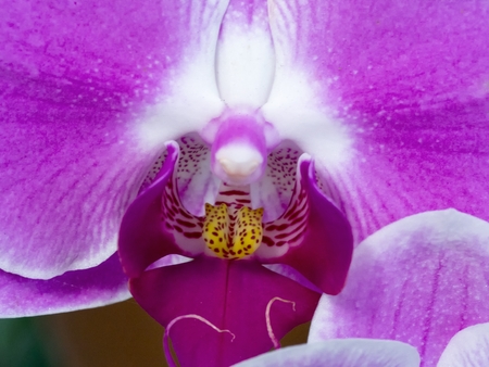 Close-up purple/white Phalaenopsis Orchidの写真素材