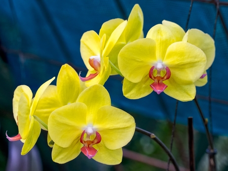 Close-up yellow Phalaenopsis Orchidの写真素材