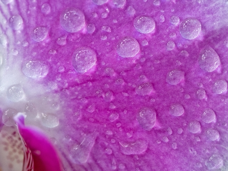 Waterdrops on a purple Phalaenopsis Orchidの写真素材