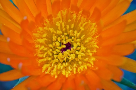 Orange Pigface, a type of succulent, flower in macro / close up shotの写真素材
