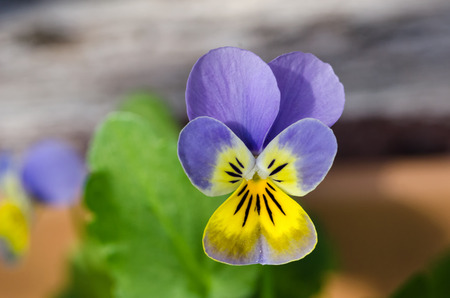 Viola close-up / macro shot purple, yellow, green on terracotta / wooden background