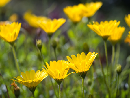 Yellow African Daisies Osteospermum up view on blurry green backgroundの写真素材