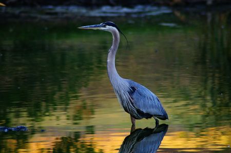 Great Blue Heron wading golden waterの写真素材