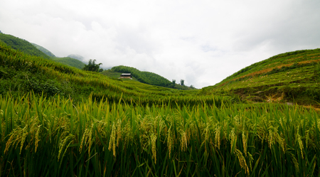 Lao Chai is little town in the valley that is famous about rice field terraceの写真素材