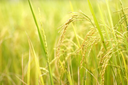 Ear of rice in the rice fieldの写真素材