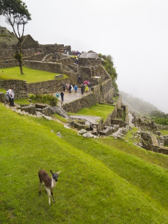 CUSCO, PERU - MAR 15   A cute little Alpaca on Terraced Field with many tourists visit a pre-Columbian 15th-century Inca site of Machu Picchu after rain on Mar 15, 2011 in Cusco region, Peru のeditorial素材