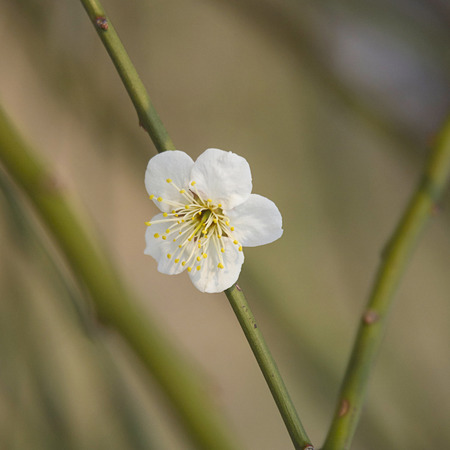 White Peach flower blossom on its branch.の写真素材