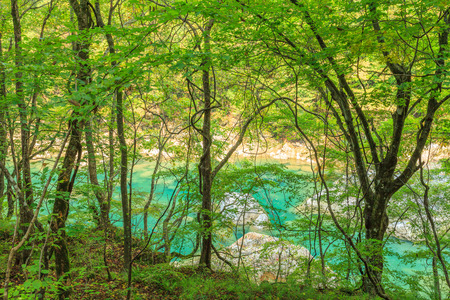 Turquoise river in green forest valley for use as background, Dakigaeri gorge, Semboku city, Akita prefecture, Tohoku region, Japan.の写真素材