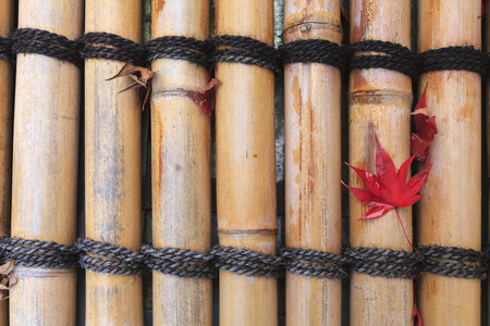 Colorful Japanese Maple leaf in autumn on Japanese Bamboo and its rope knot for use as background.の写真素材
