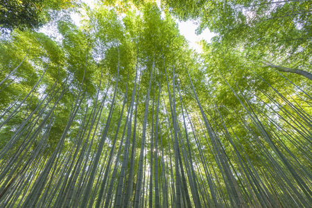 Bamboo forest, Arashiyama area, Kyoto, Japanの写真素材