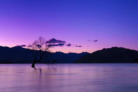 Twilight at the famous That Wanaka Tree (or The Lone Tree of Wanaka). That Wanaka Tree is Willow tree with wet feet is perhaps the most photographed tree in New Zealand.の写真素材
