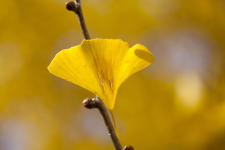 Yellowish Japanese Ginkgo Biloba leaf in autumn. (Selective focus)の写真素材