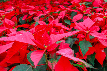 Christmas flowersの写真素材